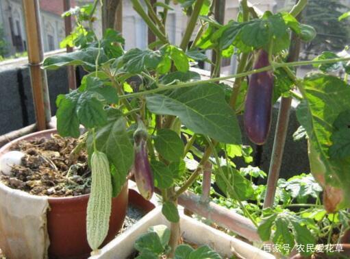 吃瓜大红盆,网络热词背后的文化现象