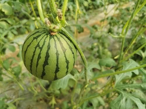 红瓜吃红瓜,红瓜吃红瓜的奇妙之旅