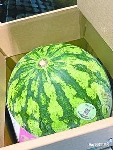 武汉吃瓜日记,揭秘城市生活百态