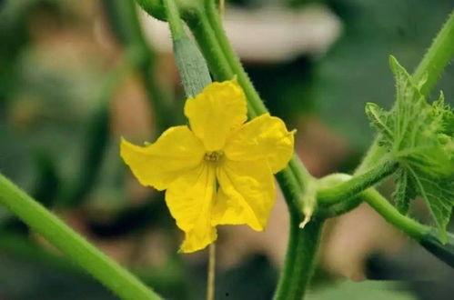 梦见吃小乳瓜,揭秘吃小乳瓜的神秘寓意