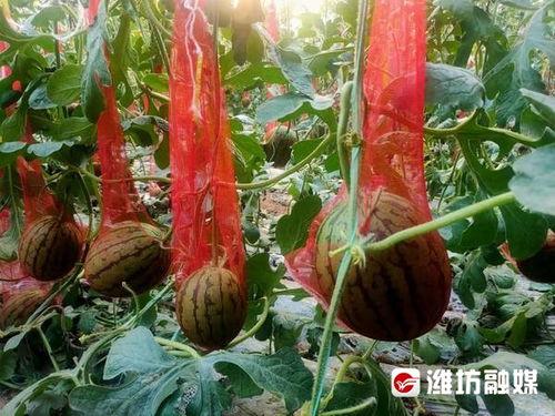 吃山瓜,探寻吃山瓜的独特风味与养生奥秘