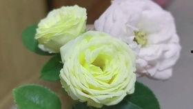 小兔吃瓜动图,萌动瞬间，瓜果飘香