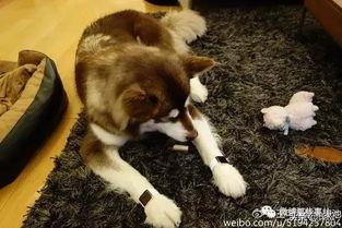 瓜哥吃瓜爱犬之死视频,爱犬离世，吃瓜网友共悼