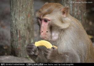 猴子吃吊灯瓜,猴子巧吃吊灯瓜的欢乐瞬间