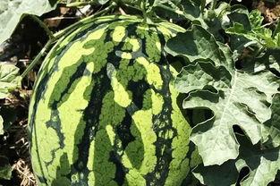 自驾吃瓜解暑,吃瓜解暑，畅享夏日清凉之旅