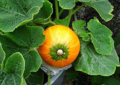 哺乳期可以吃瓜软吗,软食瓜果的选择与享用