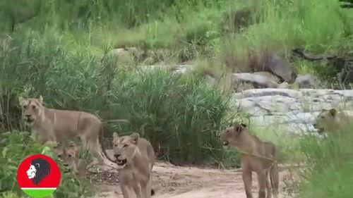 大羚羊吃瓜,探寻草原上的美食之旅