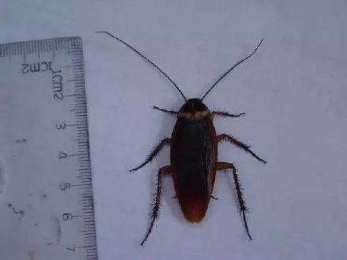 带你吃瓜南方蟑螂,带你领略独特食文化中的“美味”瓜果