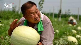 河北ltv吃瓜挑战,揭秘网络热点的背后故事