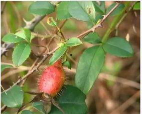 小莎子吃瓜,揭秘娱乐圈那些不为人知的幕后故事