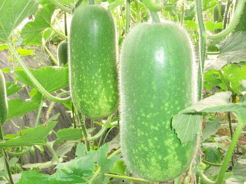 17cn吃瓜,揭秘娱乐圈最新热点事件