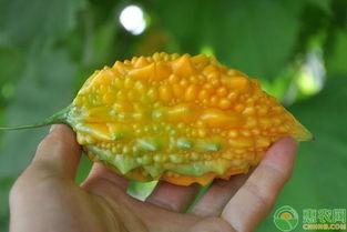 吃黄金密瓜,探寻神秘果实的传奇与美味