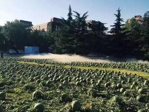 医院的吃瓜圣地,揭秘医疗界的八卦乐园